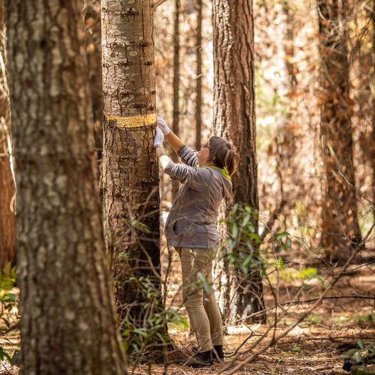 Artist Robyn Veneer Sweeney applying gold leaf to pine trees in the Pilot Hill Arobretum